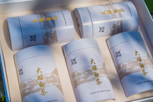 大堰鎮(zhèn)：茶香滿園又一春
